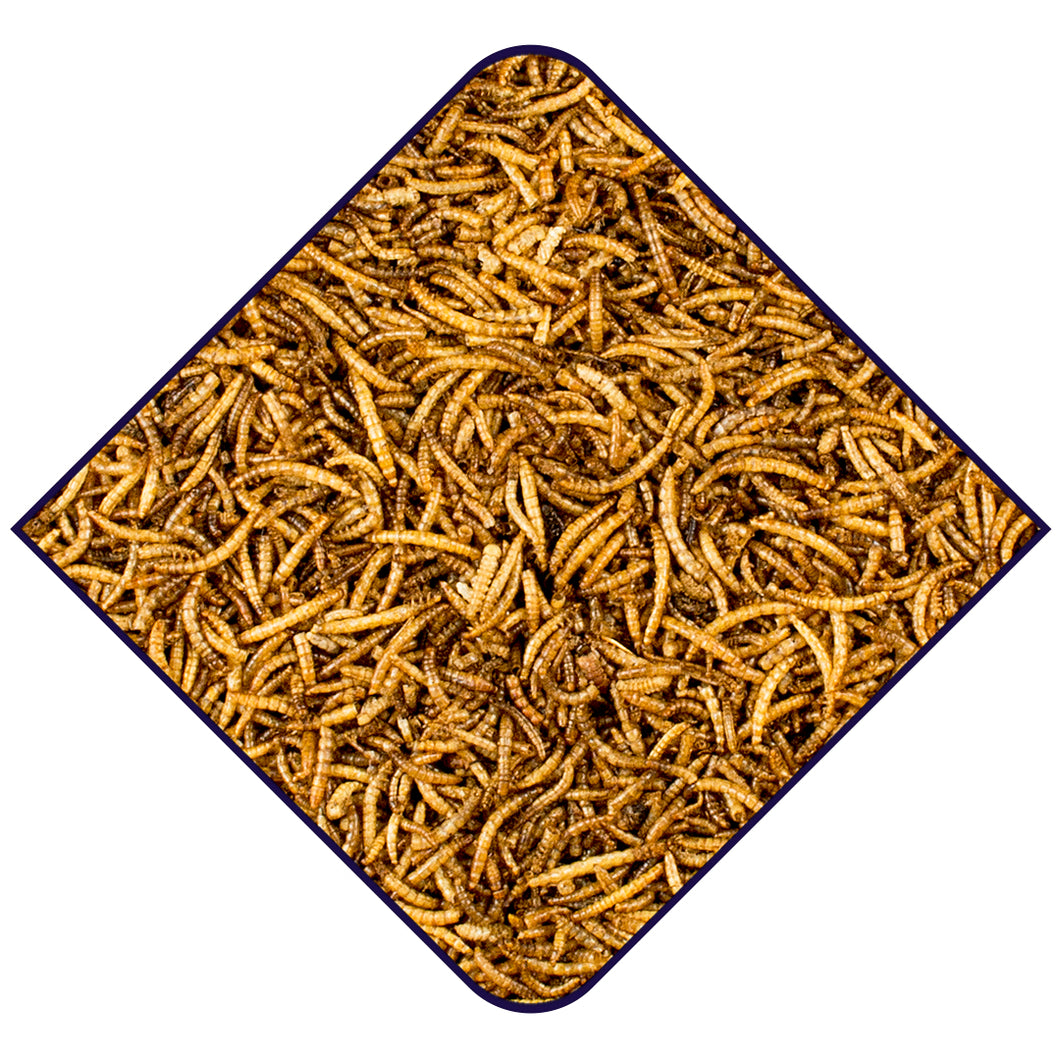 500gram standard mealworms